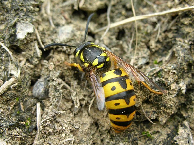 Vespula germanica